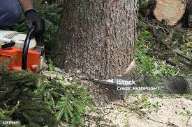 How Our Tree Care Process Works  in  Red Bluff, CA