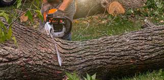 Best Grass Overseeding  in Red Bluff, CA