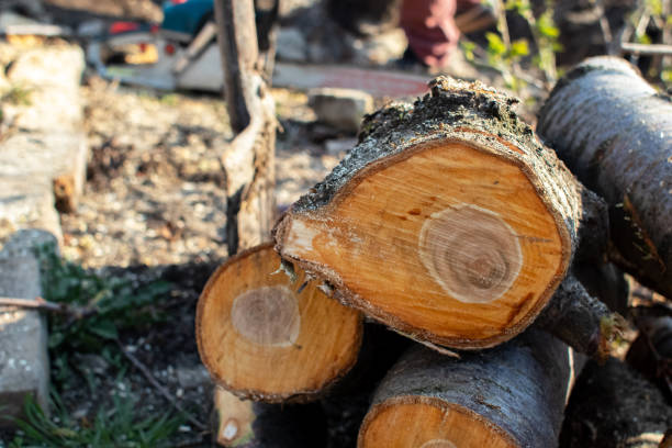 Best Lawn Renovation and Restoration  in Red Bluff, CA