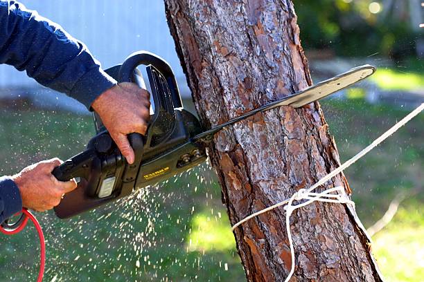 Best Utility Line Clearance  in Red Bluff, CA