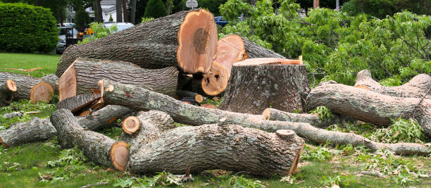 Best Stump Grinding and Removal  in Red Bluff, CA