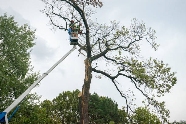 Best Fruit Tree Pruning  in Red Bluff, CA