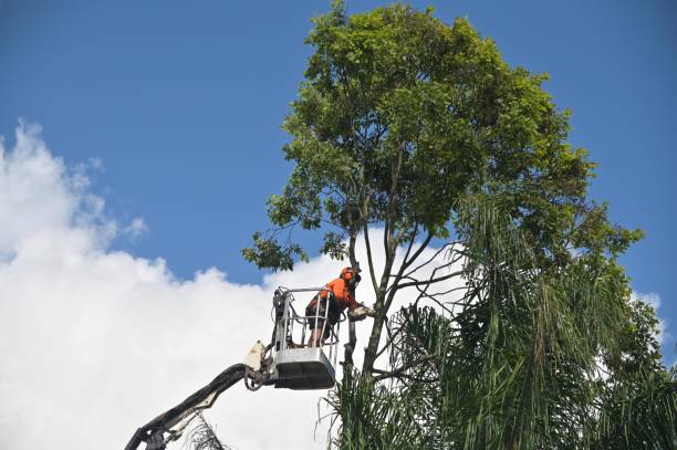 Best Tree Removal  in Red Bluff, CA