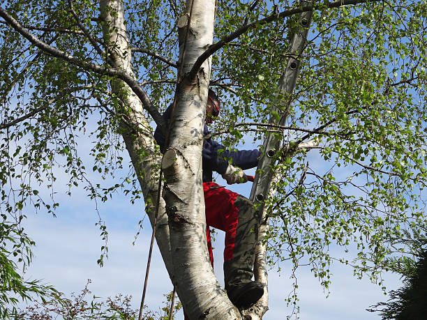 Best Leaf Removal  in Red Bluff, CA