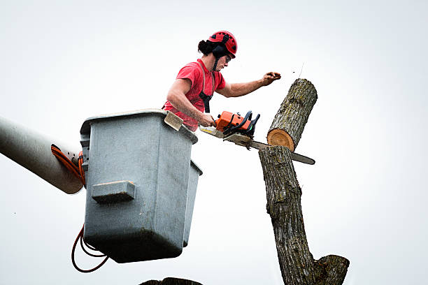 Best Tree and Shrub Care  in Red Bluff, CA