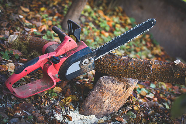 Red Bluff, CA Tree Care Company