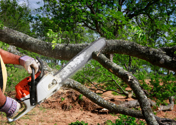 Seasonal Cleanup (Spring/Fall) in Red Bluff, CA
