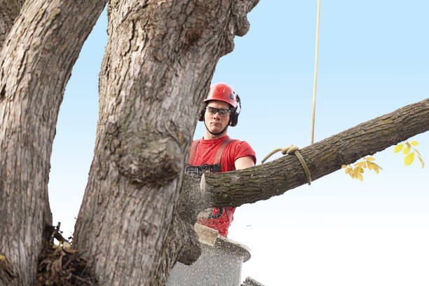 Best Tree Cabling and Bracing  in Red Bluff, CA