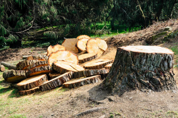 Best Lawn Maintenance Plans  in Red Bluff, CA